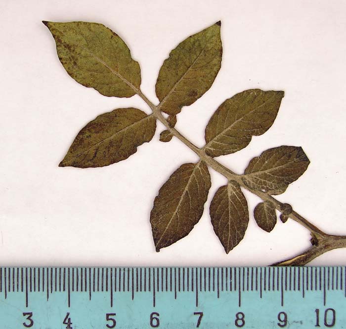 s. ahanhuiri syntyp 1699 leaf